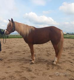 Quarter haflinger