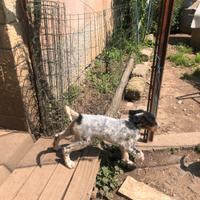 Cuccioli setter tricolore