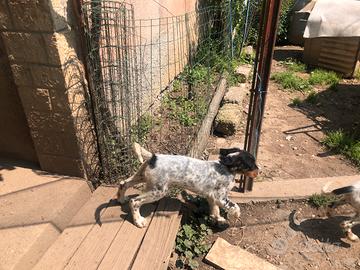 Cuccioli setter tricolore