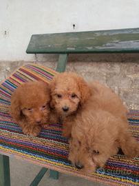 Cuccioli barboncino