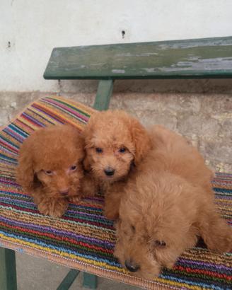 Cuccioli barboncino