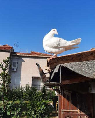 Colombi viaggiatori e tacchini