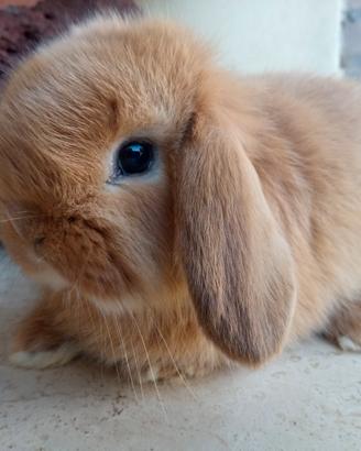 Coniglietti nani ariete - Roma Sud