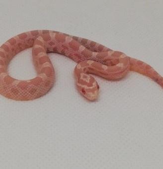 Serpenti del grano baby 2026