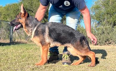 Cucciolo pastore tedesco