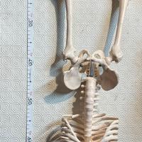 Scheletro didattico senza braccia