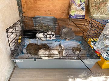 Coniglio nano mini lop