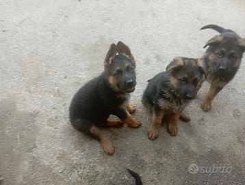 Cuccioli di pastore tedesco