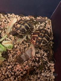 Coppia di tartaruga di terra