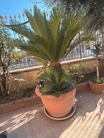 Cycas