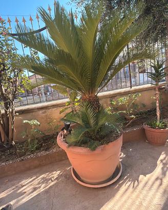 Cycas