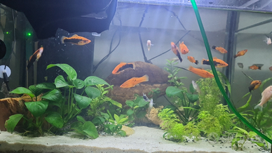 Guppy, molly, platy, barbus ecc