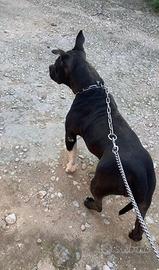 American Bully