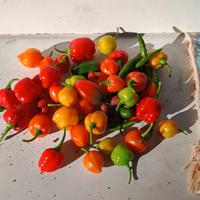 SEMI PEPERONCINI PICCANTI - racc. 2024 - 7 VARIETÀ