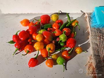 SEMI PEPERONCINI PICCANTI - racc. 2024 - 7 VARIETÀ