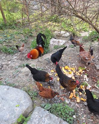 4 GALLI NANI galletti polli gallo gallina