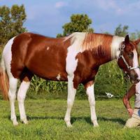 Cavalla paint fattrice