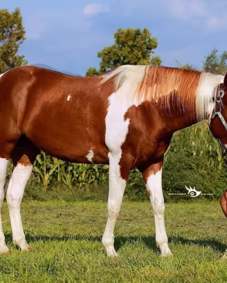 Cavalla paint fattrice