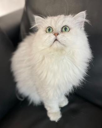 Gatto persiano chinchilla accoppiamento