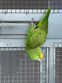 Femmina di amazzone fronte gialla