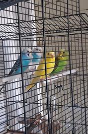 Cocorite con gabbia