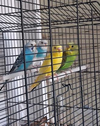 Cocorite con gabbia