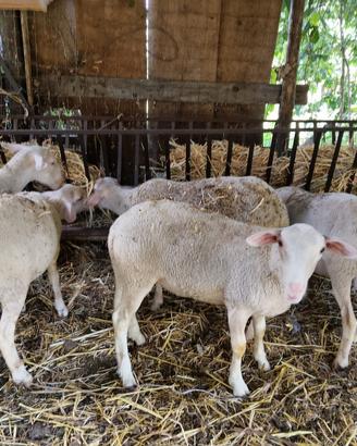 Pecore lacaune