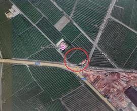 Terreno agricolo coltivato a vigneto
