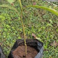 Pianta di avocado var. Mexicola, da seme
