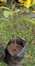 Pianta di avocado var. Mexicola, da seme