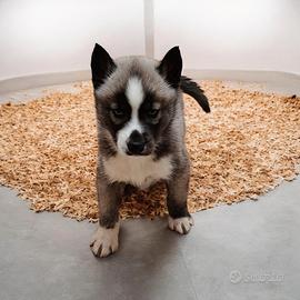 Siberian husky pedigree Enci