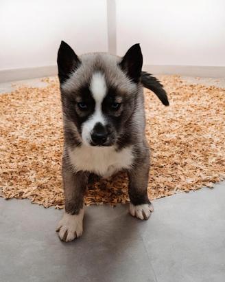 Siberian husky pedigree Enci