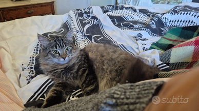 Cucciola di norvegese con pedigree