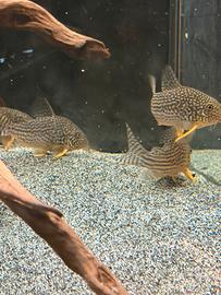 Corydoras sterbai