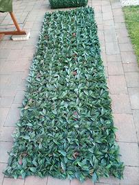 siepe STI photina Red Robin 