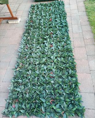 siepe STI photina Red Robin 