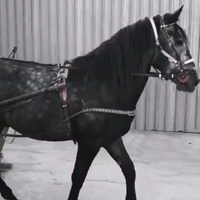 Cavallo