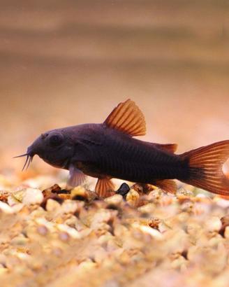 Pesci tropicali da fondo Corydoras