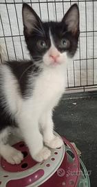 Priko gattino 2 mesi