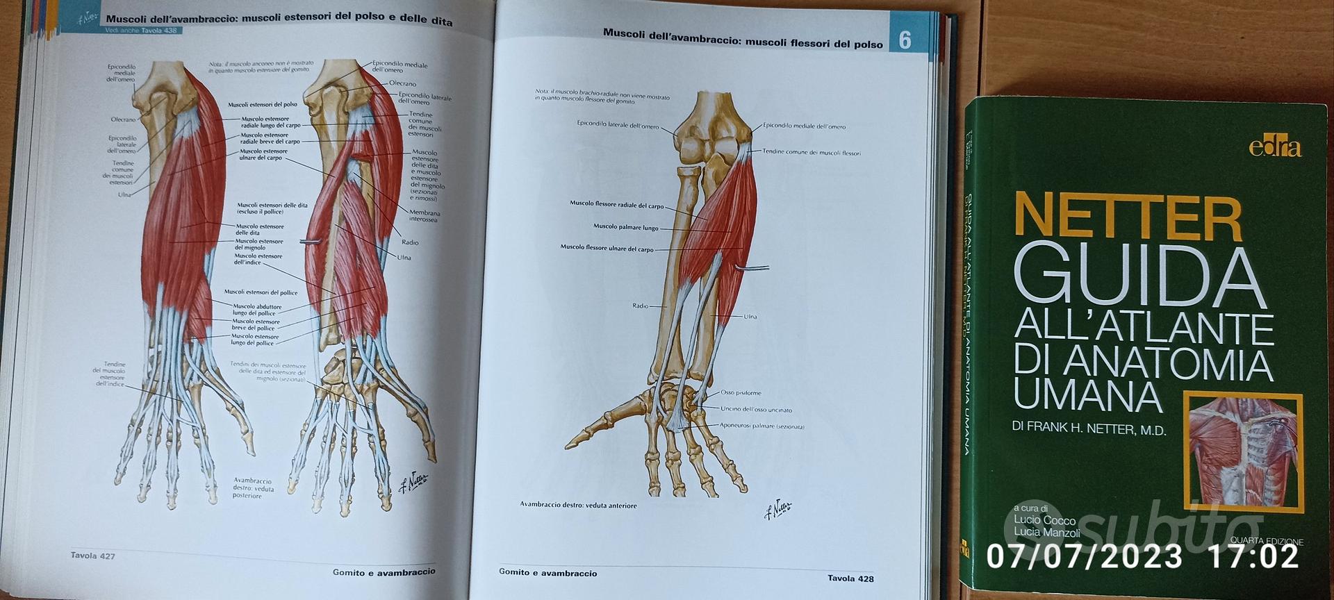 Faringe tavola Netter Atlante Anatomia - Deambulatore Subito