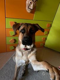 Cucciolo di nove mesi