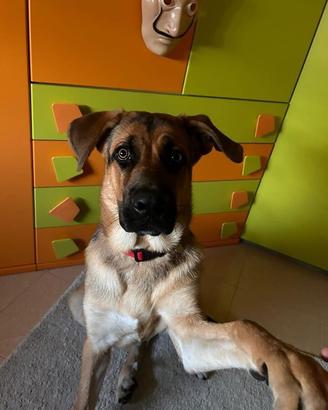 Cucciolo di nove mesi