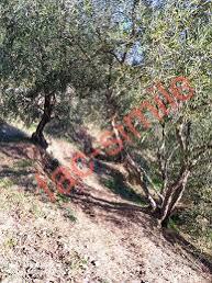 Cerchiamo Terreno agricolo