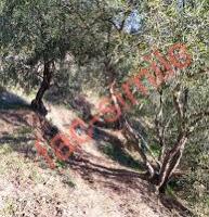 Cerchiamo Terreno agricolo