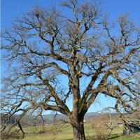 Legna da tagliare Querce e minicucchi