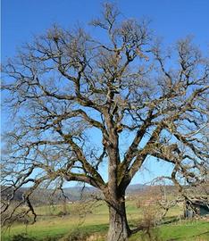 Legna da tagliare Querce e minicucchi