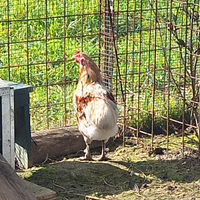 Galline ovaiole e ornamentali