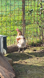 Galline ovaiole e ornamentali