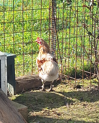 Galline ovaiole e ornamentali