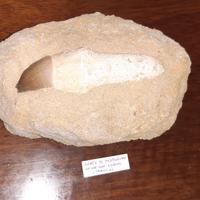 Fossile dente di mosasauro